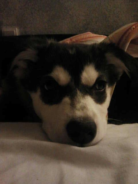 Alaskan malamute nala billede 9