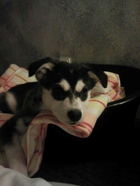 Alaskan malamute nala billede 10