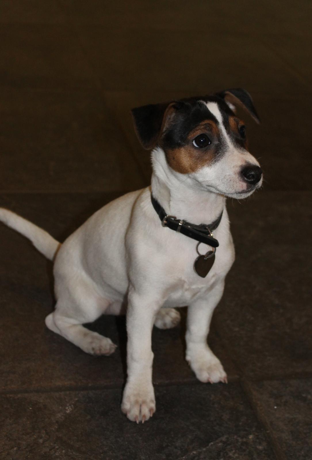 Jack russell terrier Sif billede 5