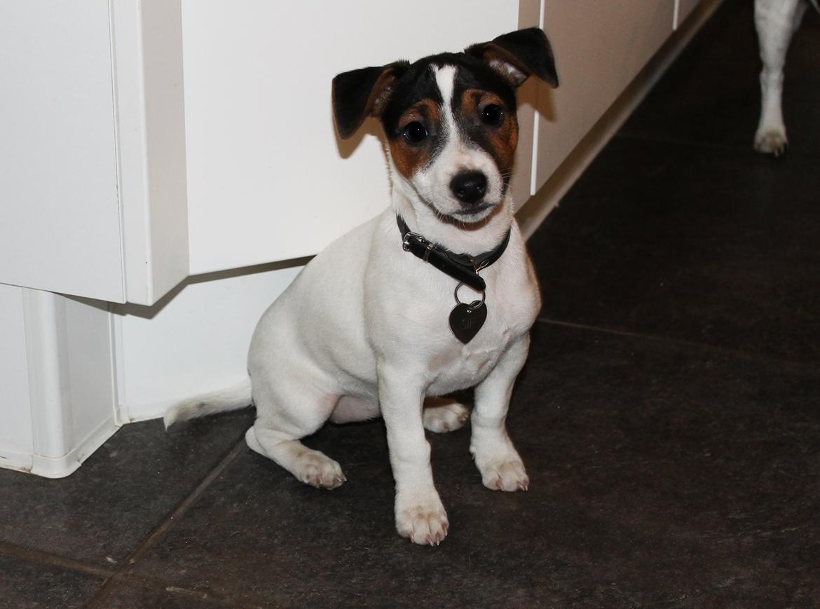 Jack russell terrier Sif billede 12