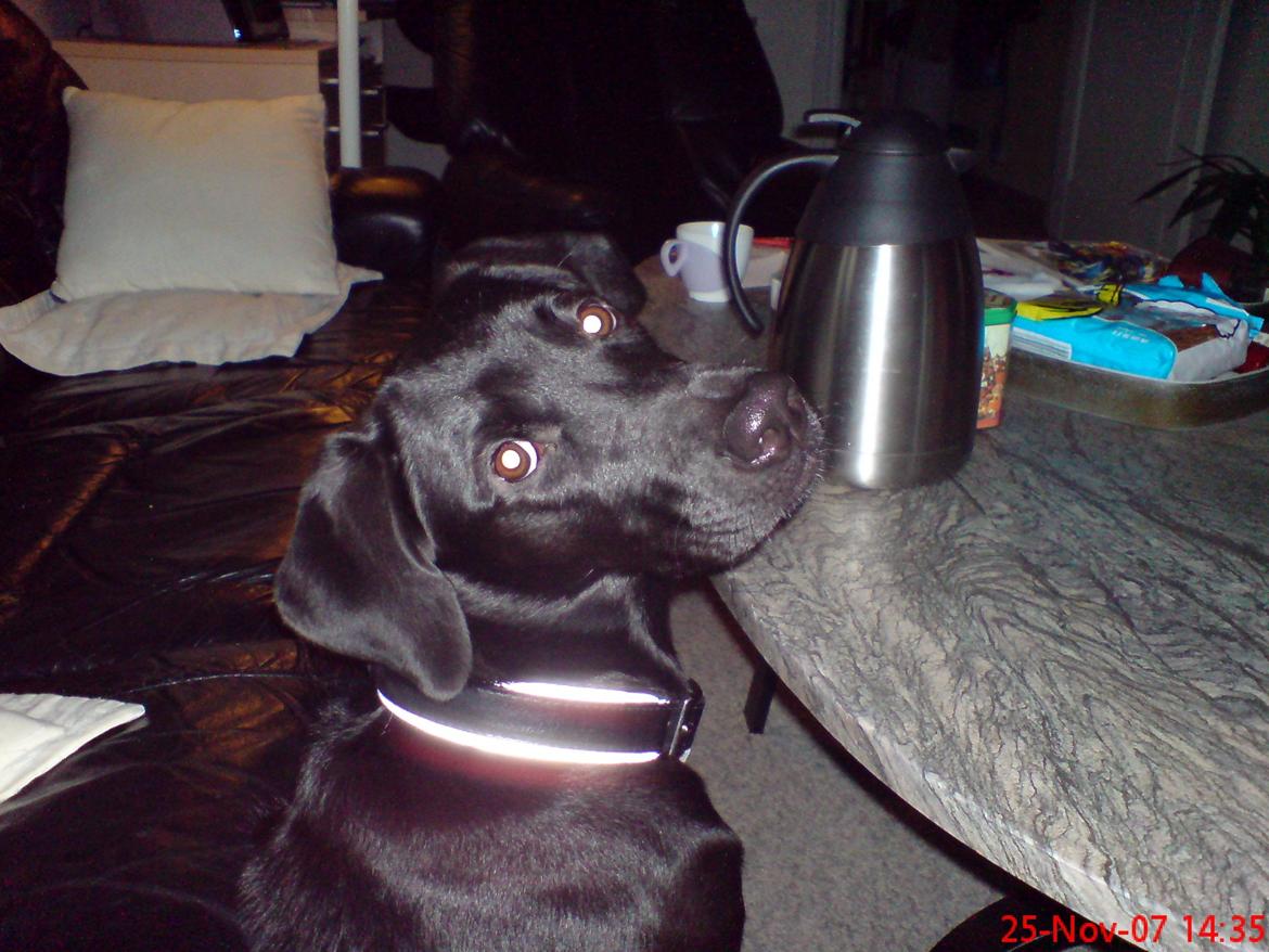 Blanding af racer lady billede 12