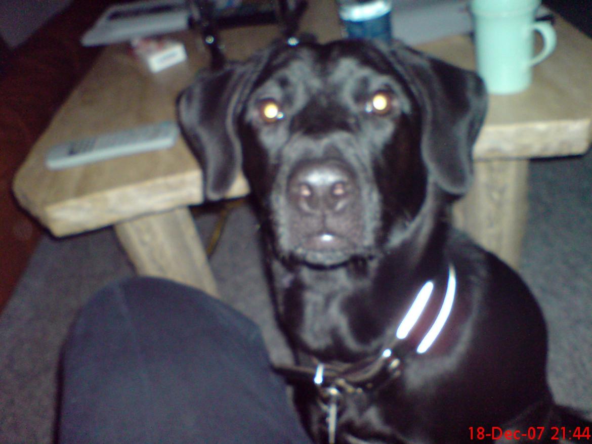 Blanding af racer lady billede 13