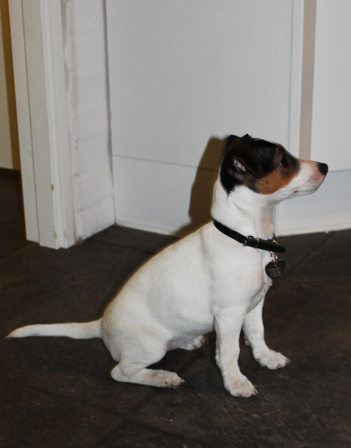 Jack russell terrier Sif billede 13