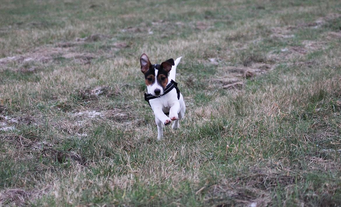 Jack russell terrier Sif billede 14