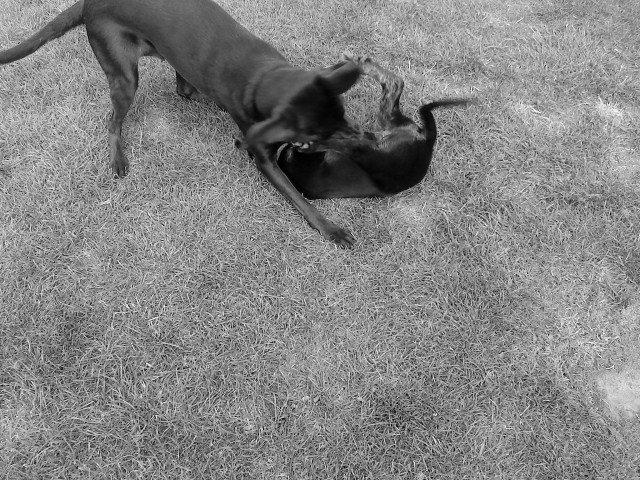 Blanding af racer lady billede 14