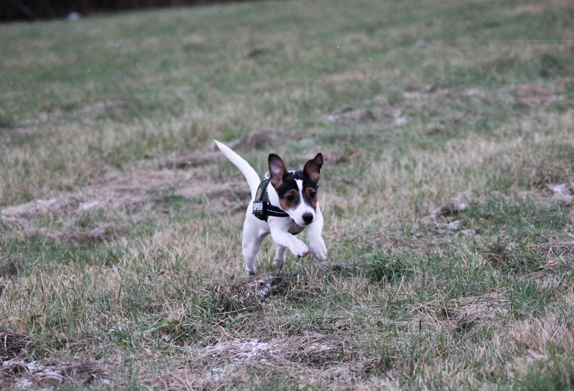 Jack russell terrier Sif billede 15