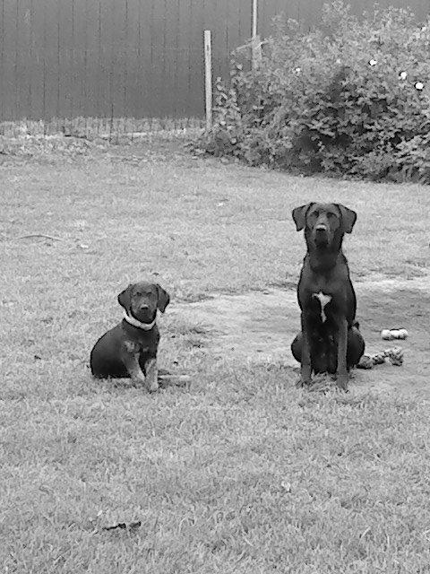 Blanding af racer lady billede 15