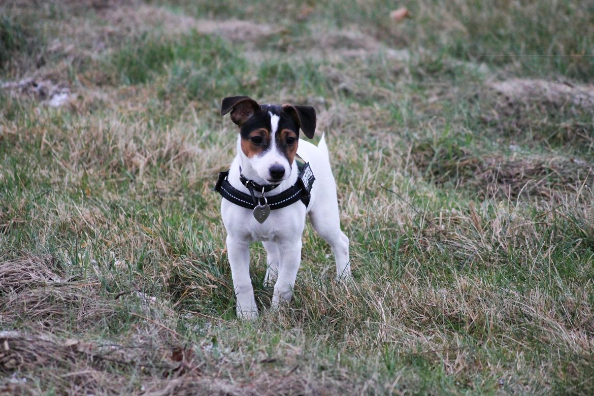 Jack russell terrier Sif billede 16