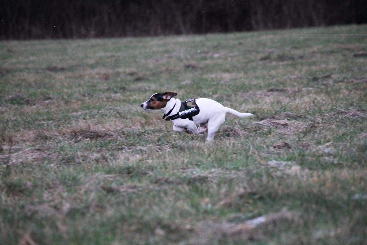 Jack russell terrier Sif billede 17