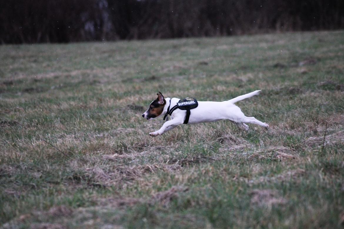 Jack russell terrier Sif billede 18