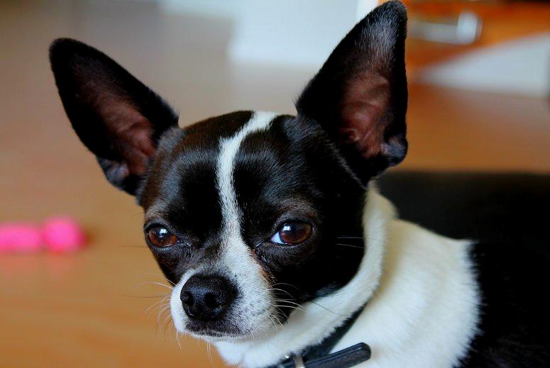 Chihuahua Kato (Min mors charmetrold) billede 8