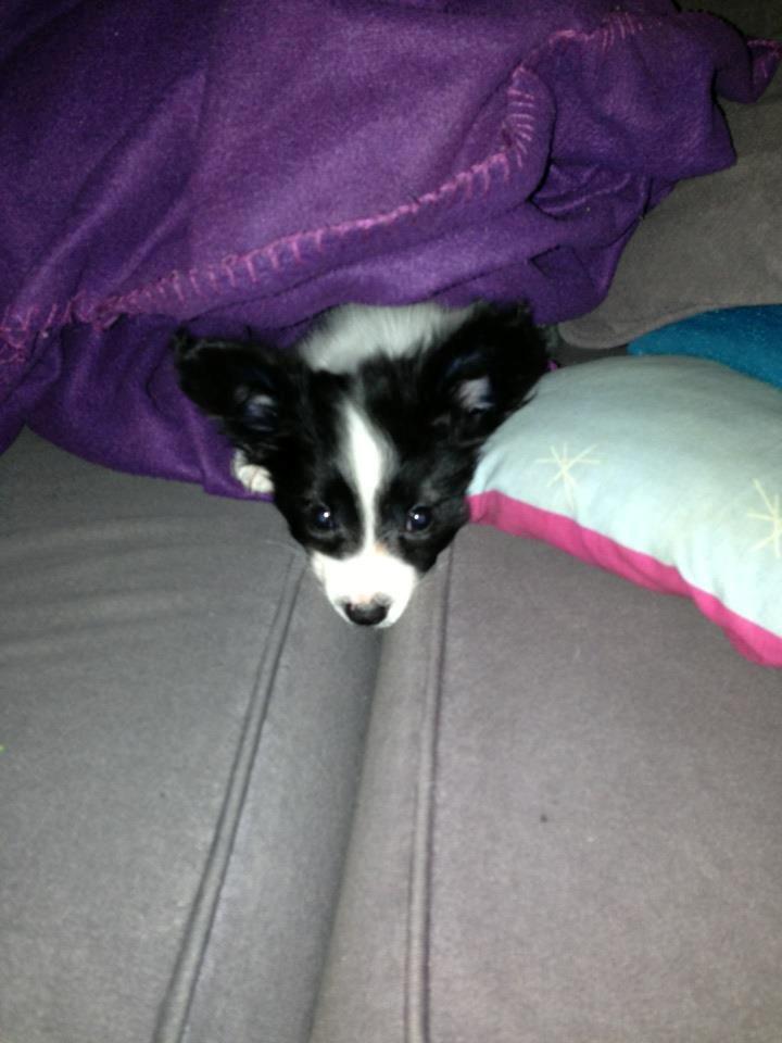 Papillon Majer-Laurits billede 1