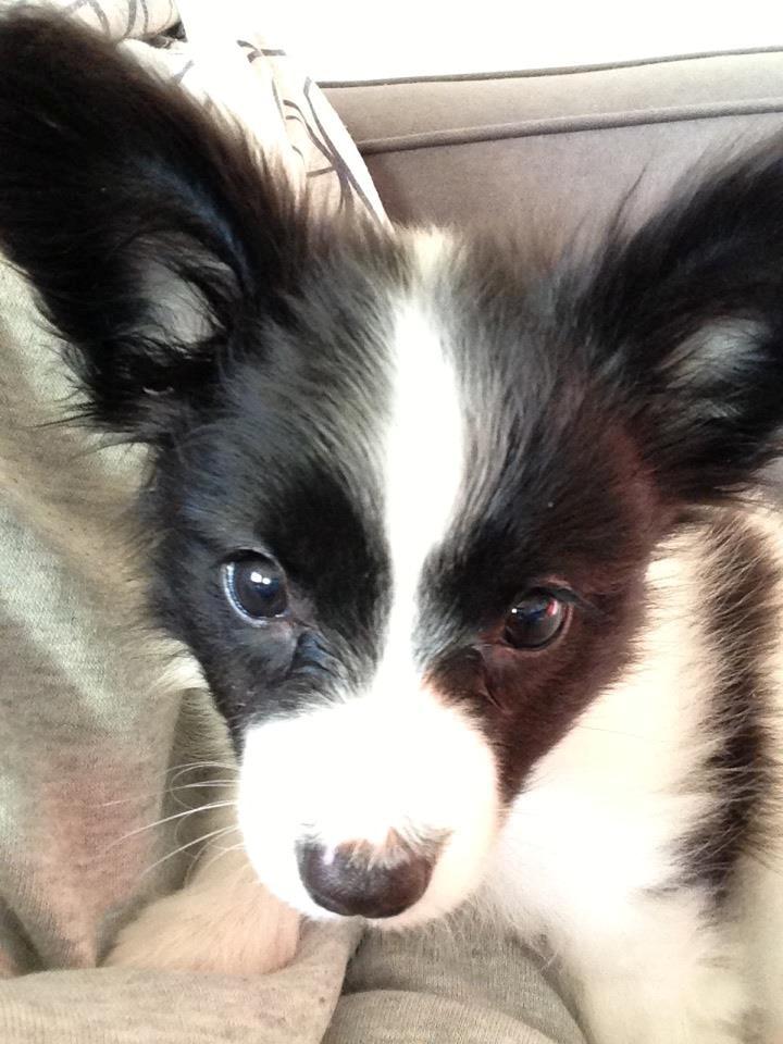 Papillon Majer-Laurits billede 2