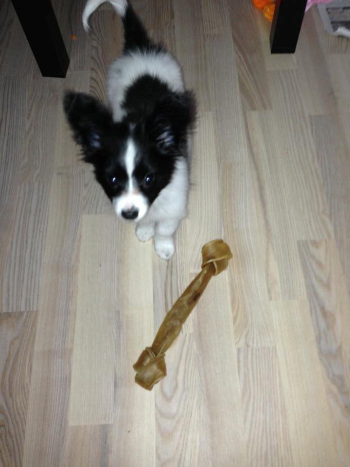 Papillon Majer-Laurits billede 3