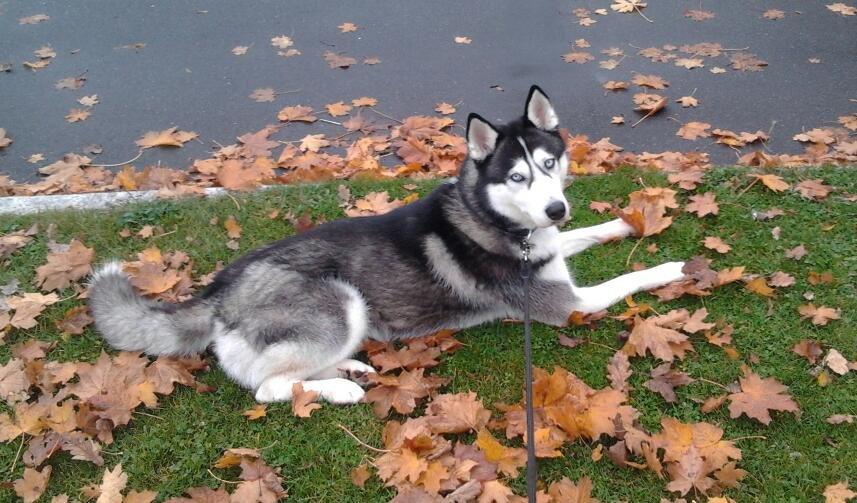 Siberian husky Tayson - efterår 2012 billede 4
