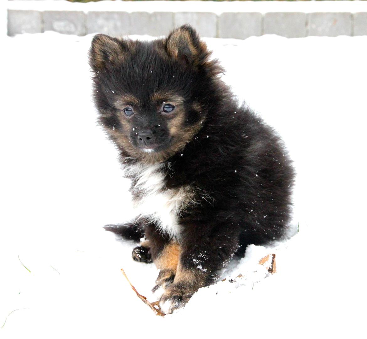 Pomeranian Poms Bentley - Ben i sneen. :-) billede 10