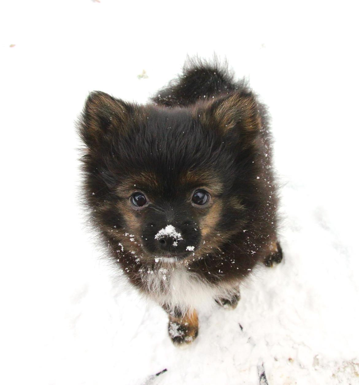 Pomeranian Poms Bentley - Smukke dreng :-) billede 8