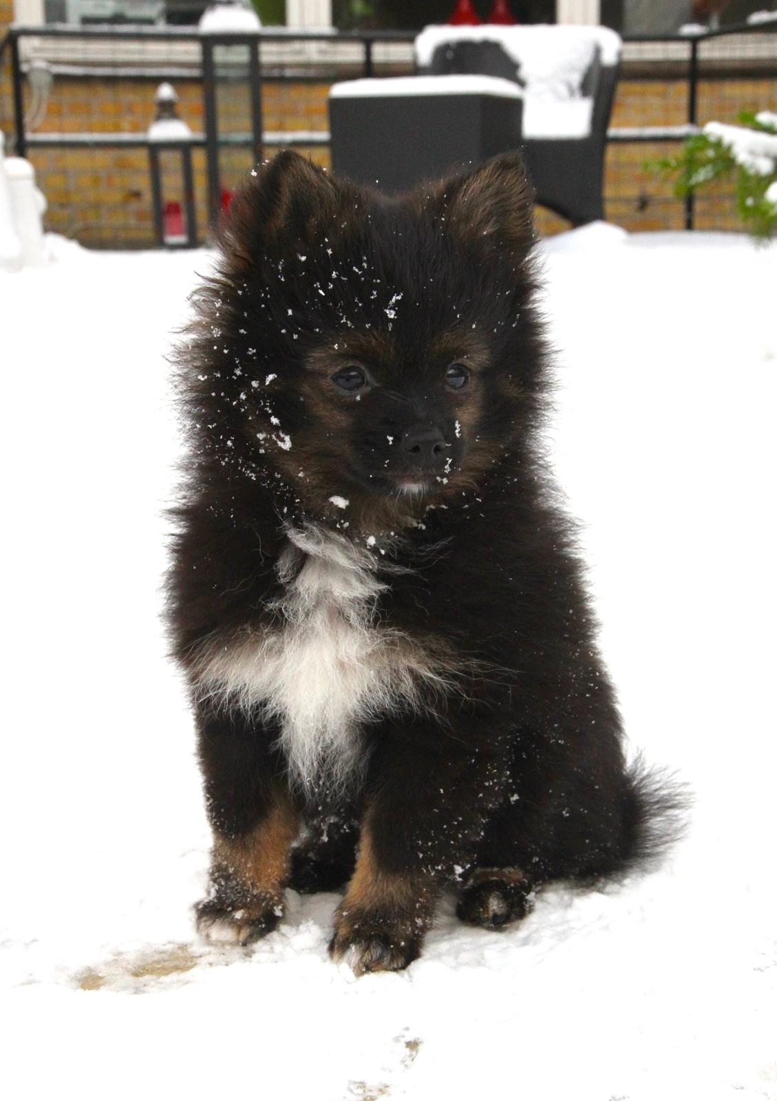 Pomeranian Poms Bentley - Poms Bentley.<3 billede 5