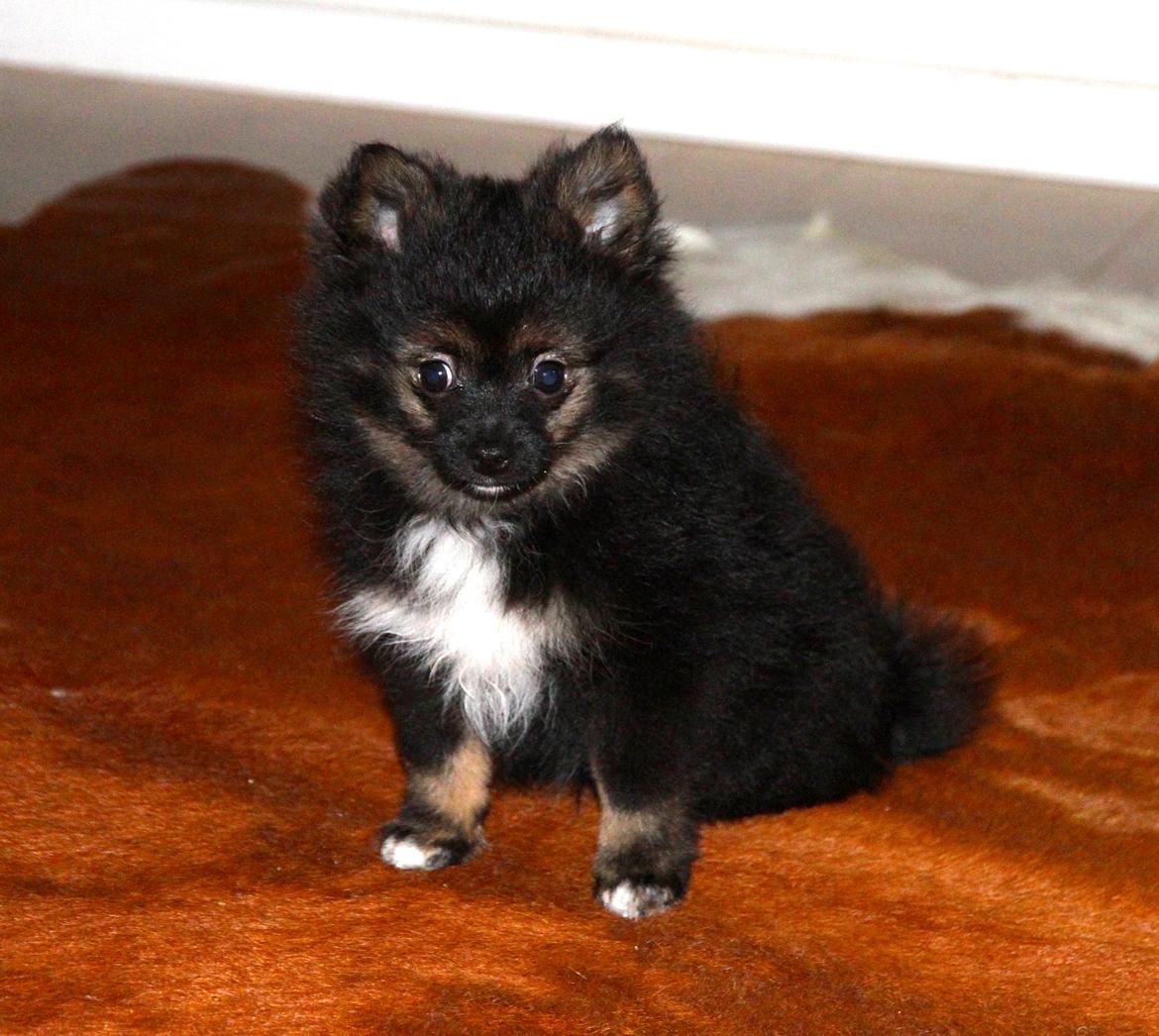 Pomeranian Poms Bentley - Ben.<3 billede 7