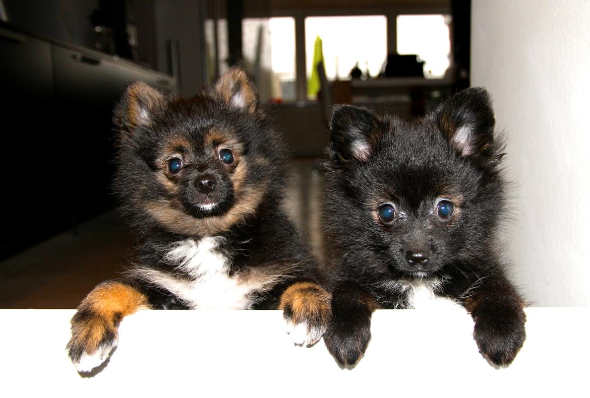 Pomeranian Poms Bentley - Ben&Beam :-) <3 11 uger. billede 6