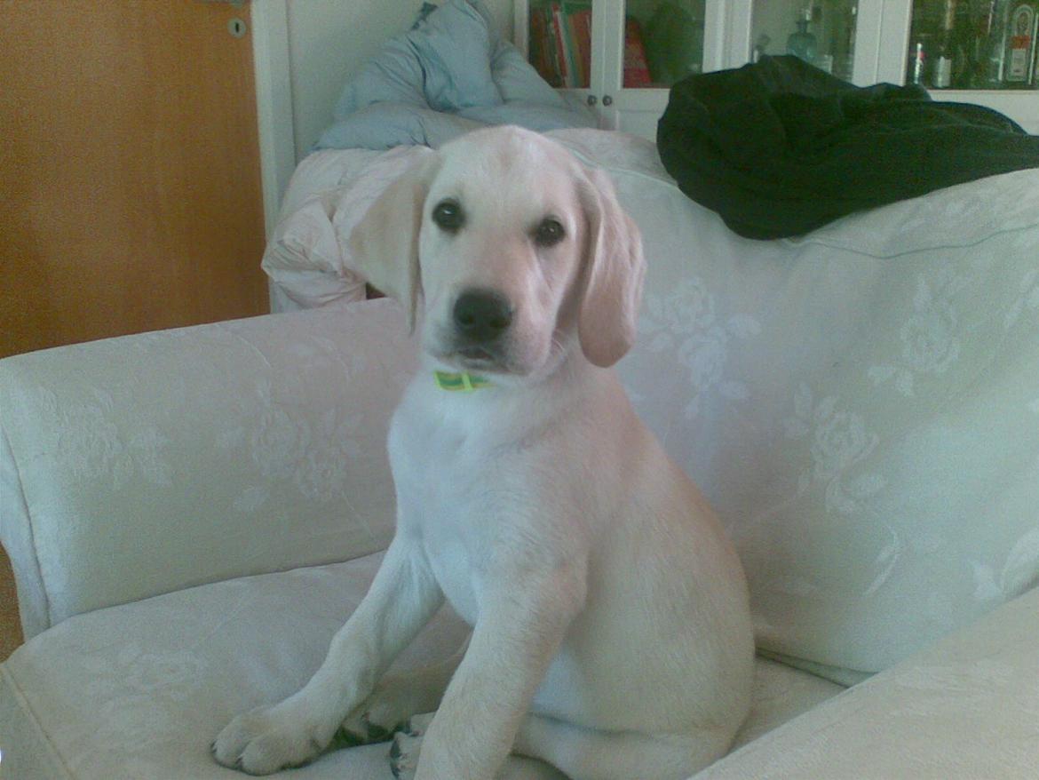 Blanding af racer ozzy ( modt. Parring) - samme dag vi fik ham hjem, 12 uger billede 1