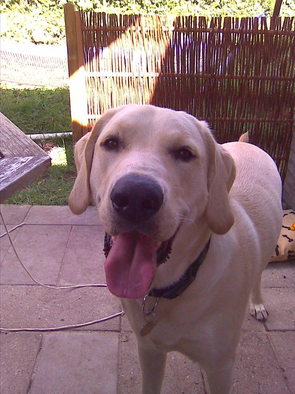 Blanding af racer ozzy ( modt. Parring) billede 2