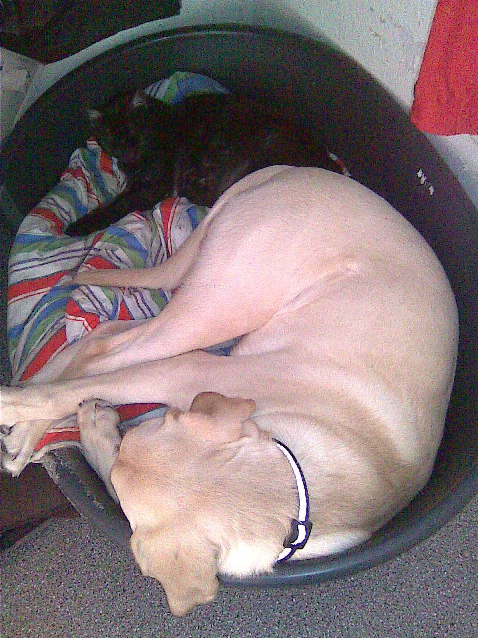 Blanding af racer ozzy ( modt. Parring) - dejlig at dele kurv, ozzy og feedberg billede 3