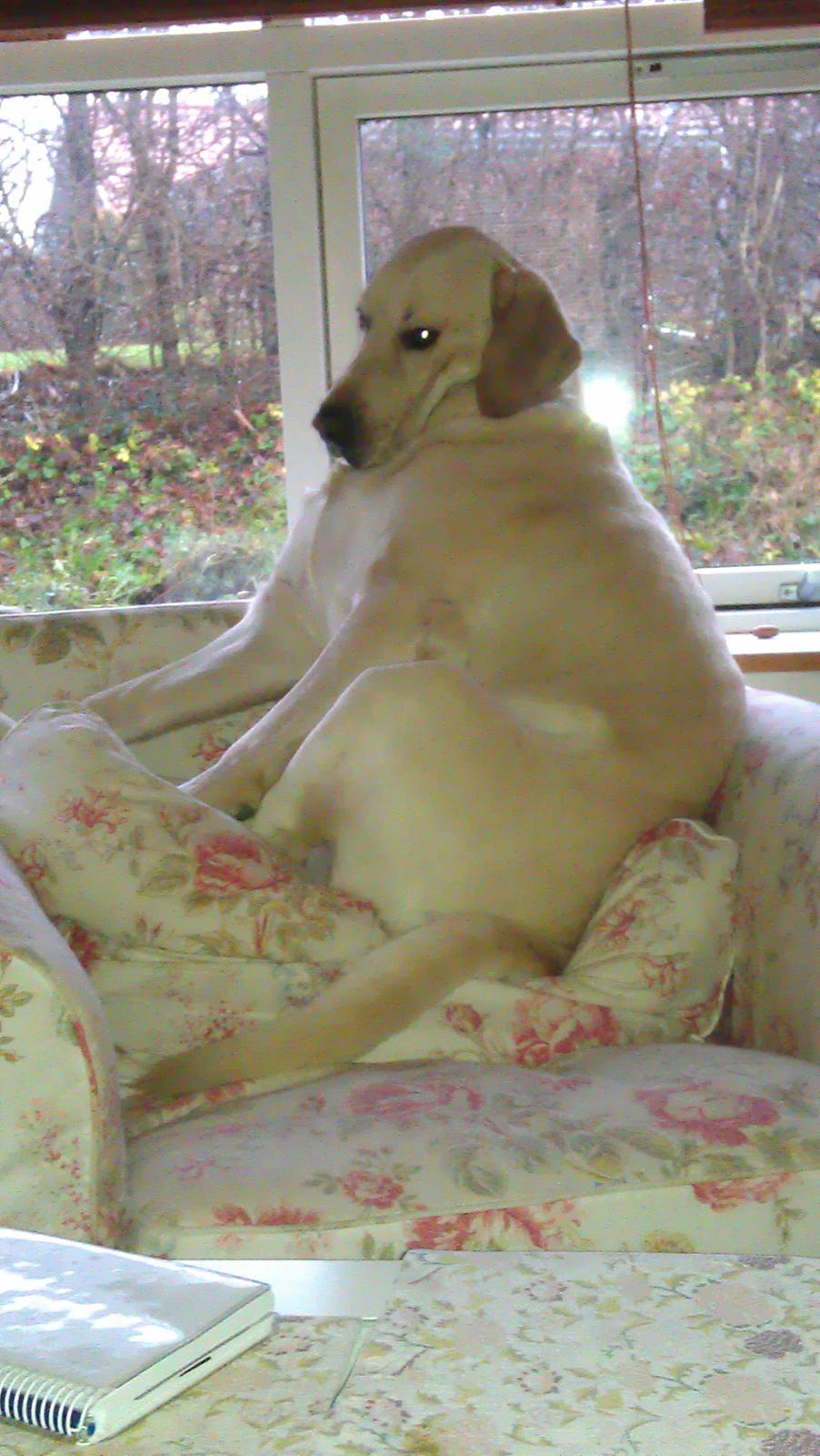 Blanding af racer ozzy ( modt. Parring) billede 4