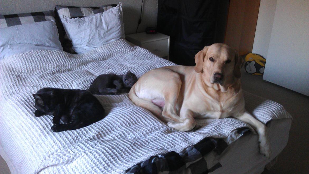 Blanding af racer ozzy ( modt. Parring) - tage på fast gerning. billede 5