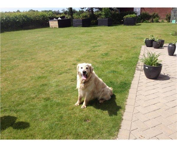 Blanding af racer Golden Retriver/Cocker Spaniel Manfred(Manse) - Manses far  billede 2