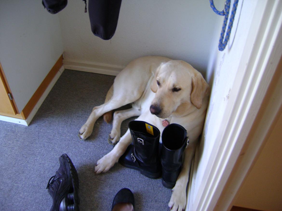 Blanding af racer ozzy ( modt. Parring) - mors motorcykel støvler lugt godt billede 6