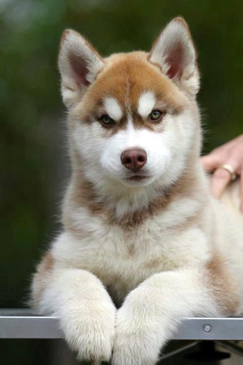 Siberian husky Avanti billede 1