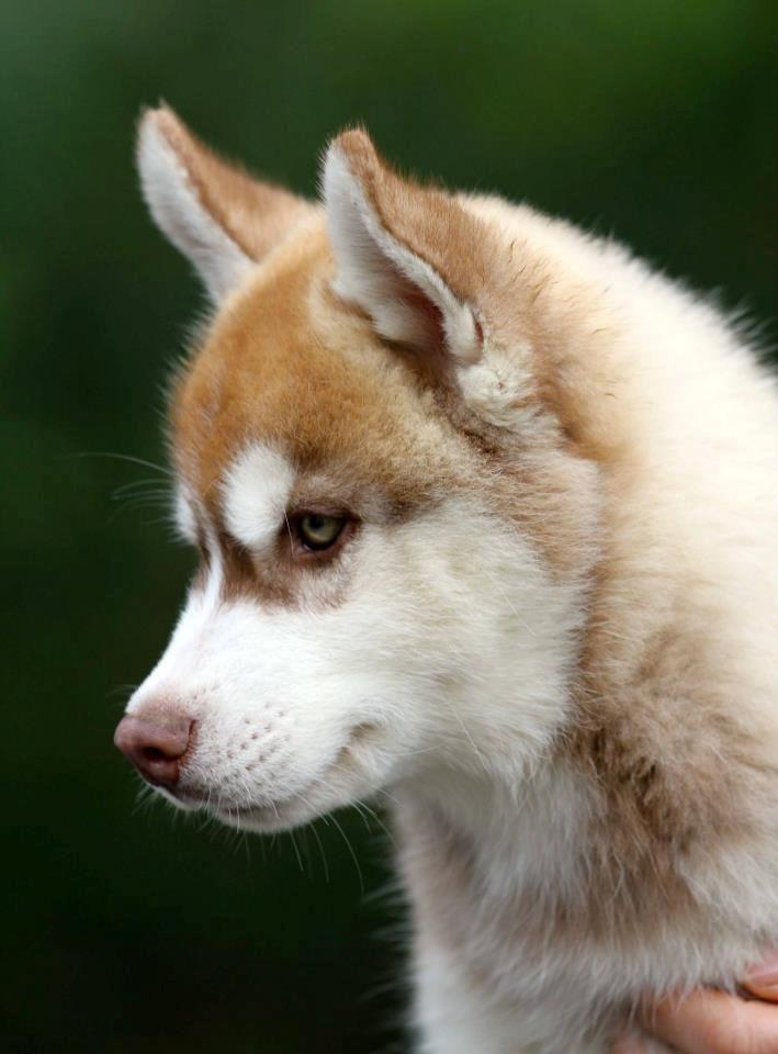 Siberian husky Avanti billede 2