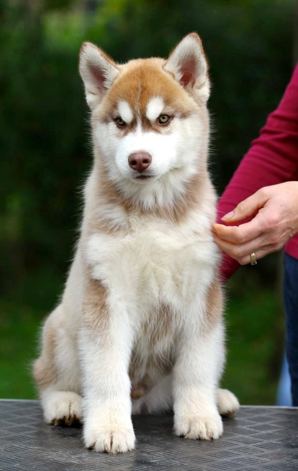 Siberian husky Avanti billede 3