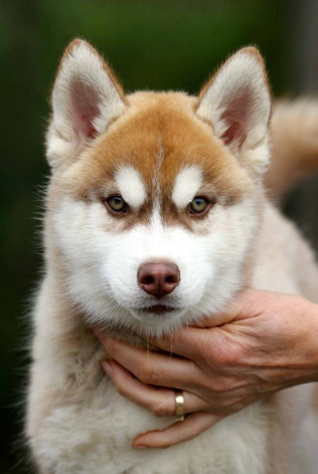 Siberian husky Avanti billede 4