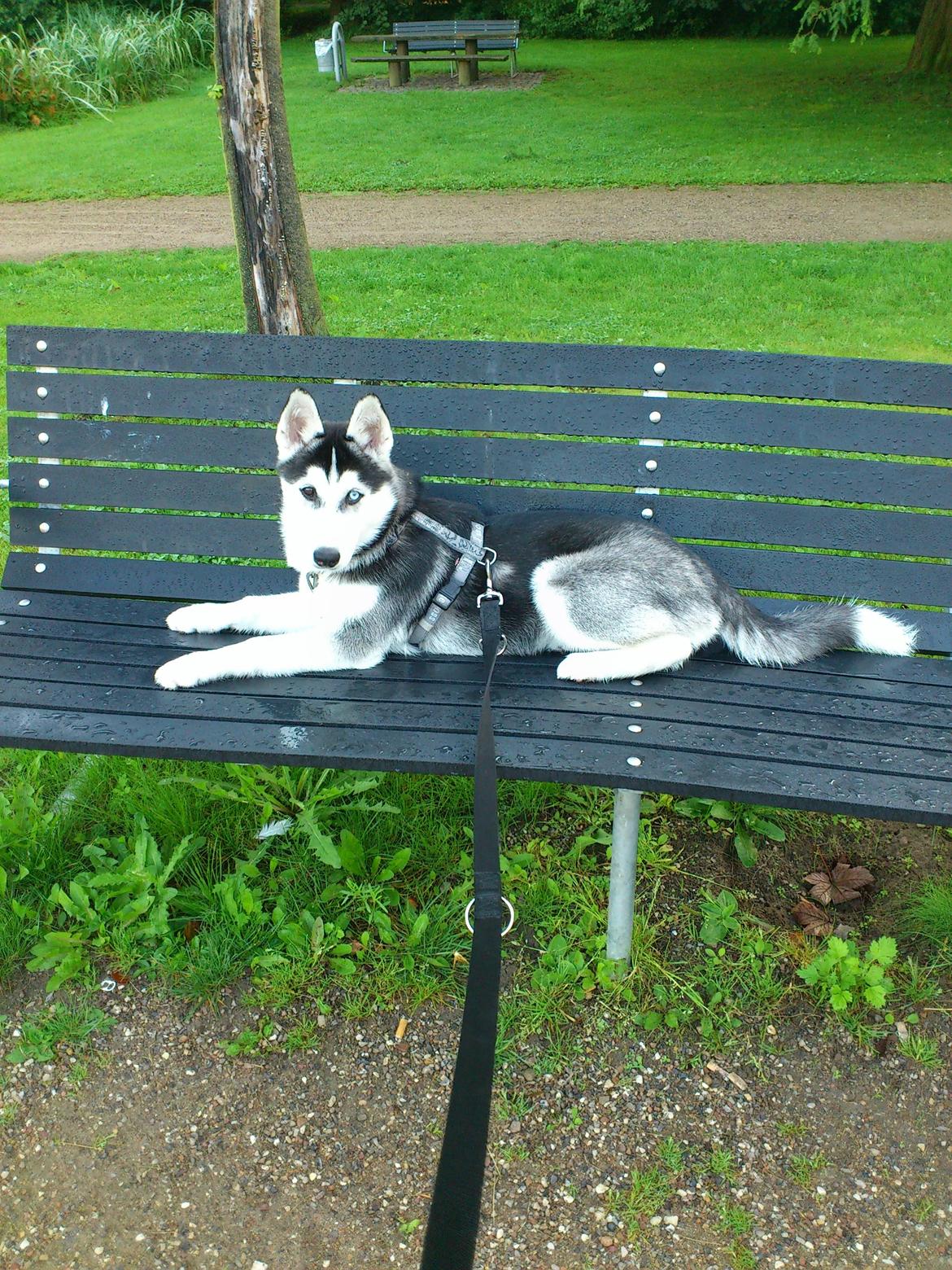 Siberian husky Neela billede 6
