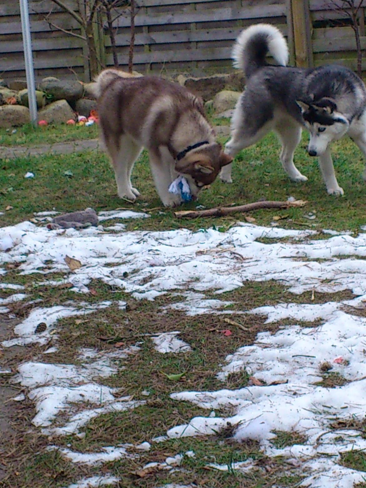 Siberian husky Neela billede 12