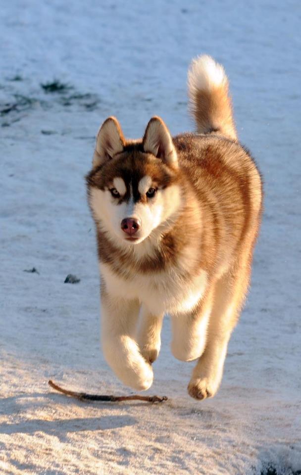 Siberian husky Avanti billede 6