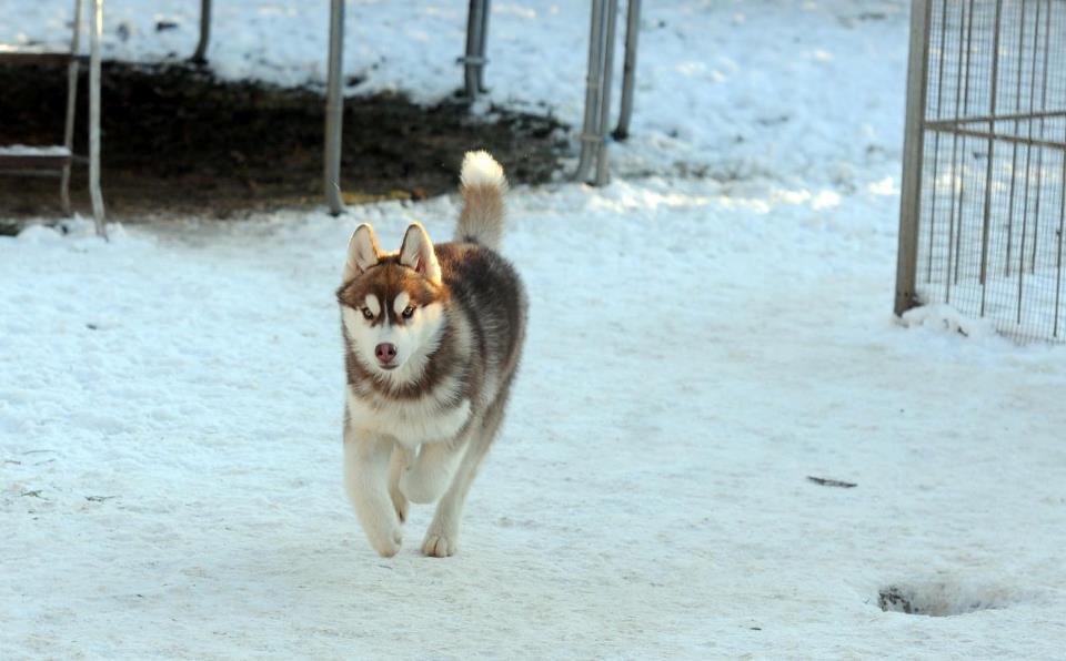 Siberian husky Avanti billede 7