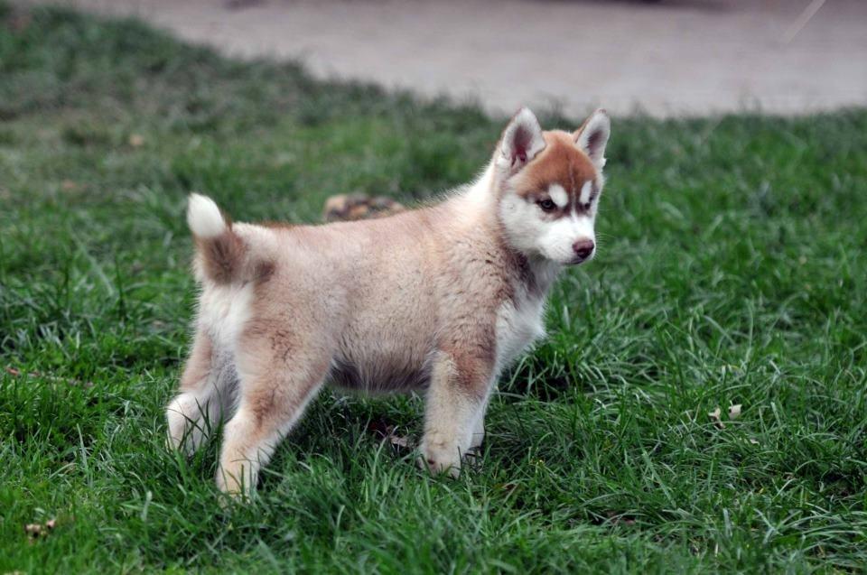 Siberian husky Avanti billede 8