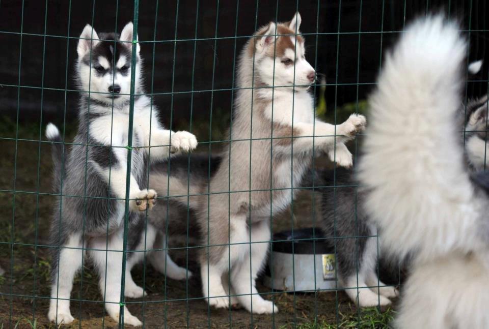 Siberian husky Avanti billede 9
