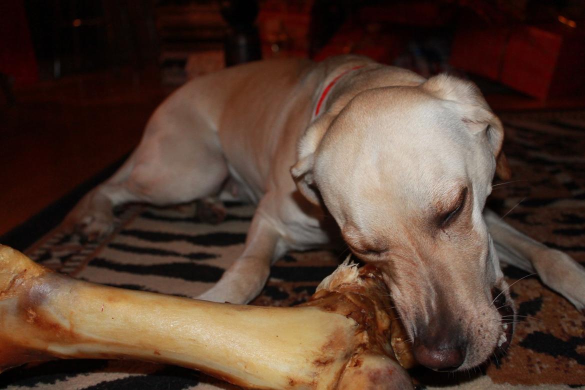 Blanding af racer Freja - Bedste julegave :) Hun faldt den selv under træet, og pakkede den op :) 24.12.12 billede 18