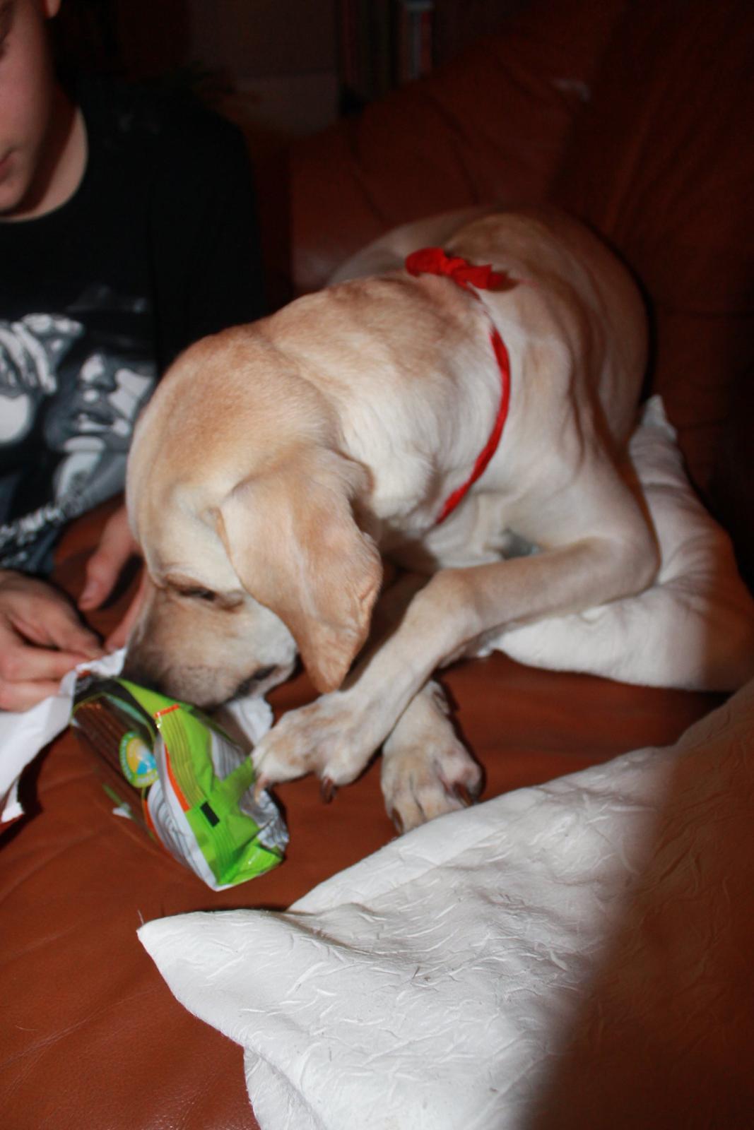 Blanding af racer Freja - Kom nu! Jeg vil gerne have min gave. 24.12.12 billede 19