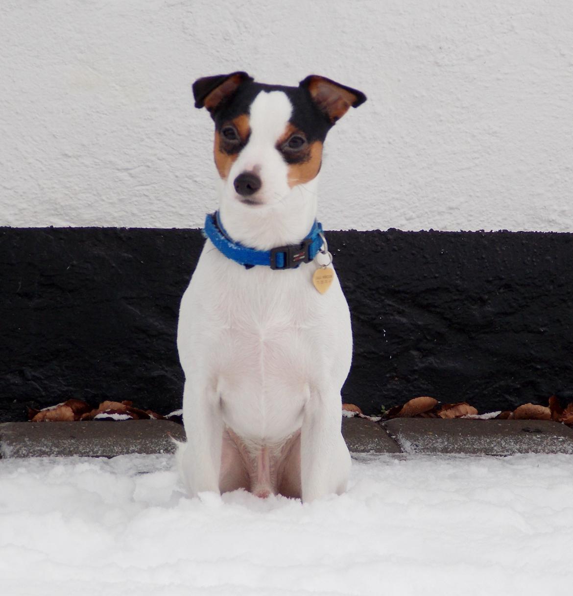 Dansk svensk gaardhund Milo Min Soulmate - Er jeg ikke sød. billede 30