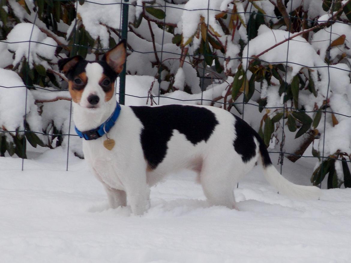 Dansk svensk gaardhund Milo Min Soulmate - Sikke en masse dejlig sne. billede 28