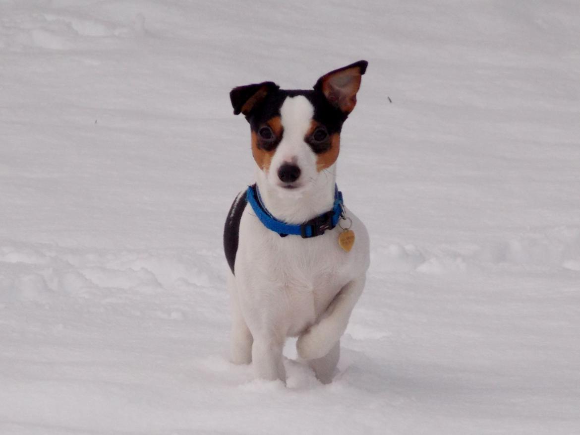 Dansk svensk gaardhund Milo Min Soulmate - På opdagelse i sneen. billede 29