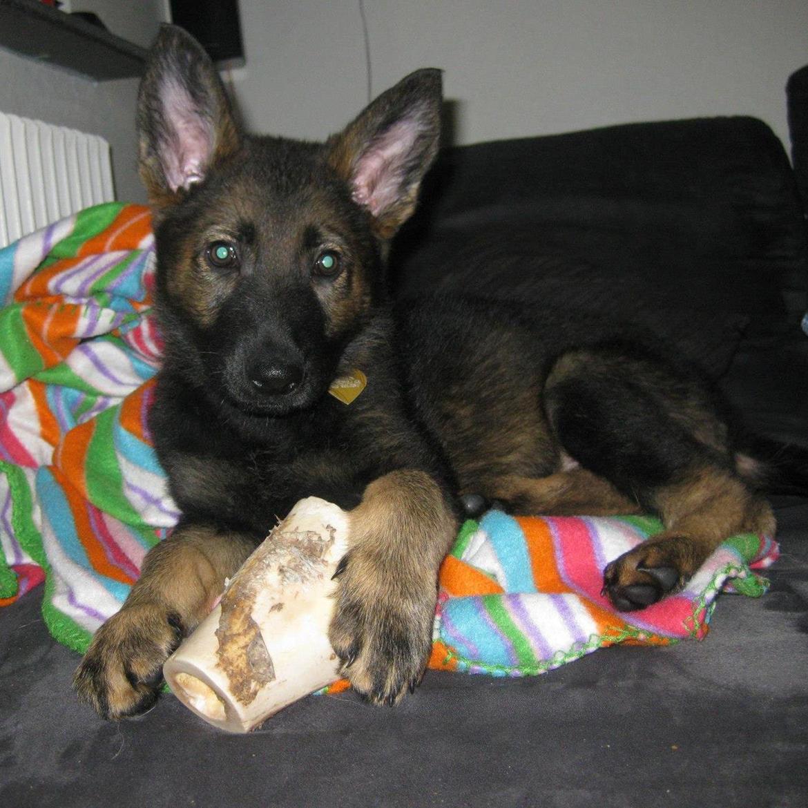 Schæferhund Cutulus Liva - Liva 9 uger billede 19