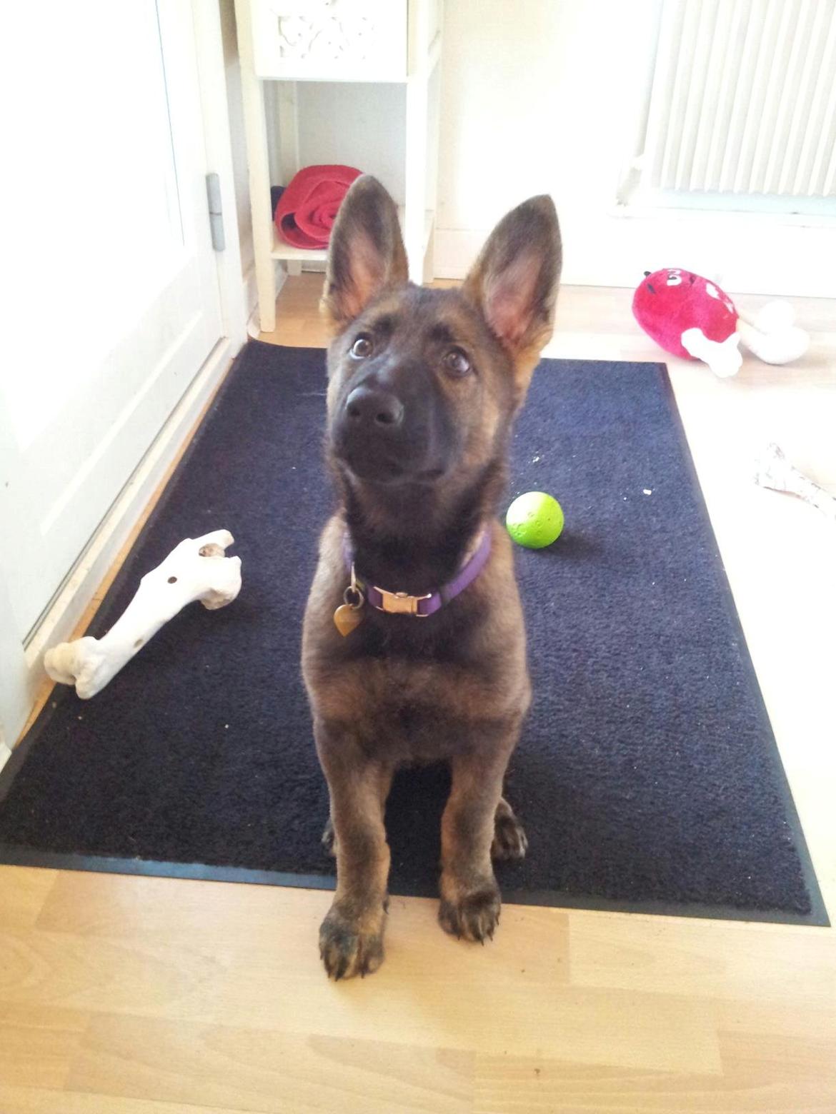 Schæferhund Cutulus Liva - Liva 12 uger billede 20