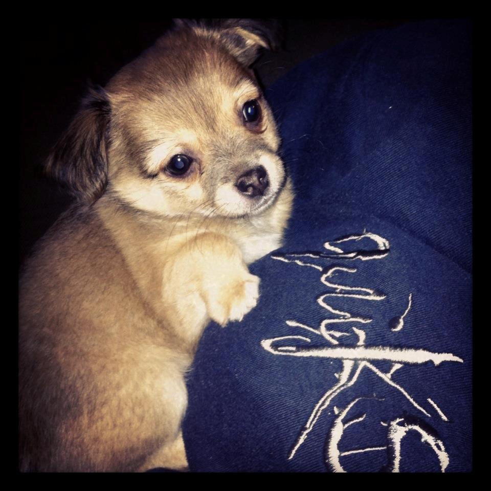 Chihuahua Holmbechs Alois billede 2