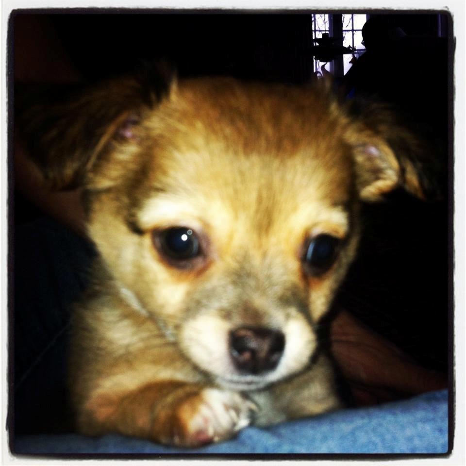 Chihuahua Holmbechs Alois billede 3